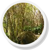 orlando bamboo plant nursery