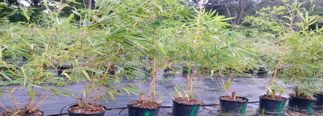 privacy plants orlando