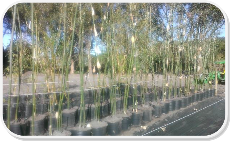 bamboo fence orlando